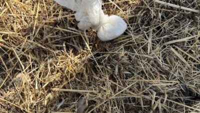 UYUŞTURUCU MADDE KAÇAKCISI BAROYA KAYITLI AVUKAT ÇIKTI