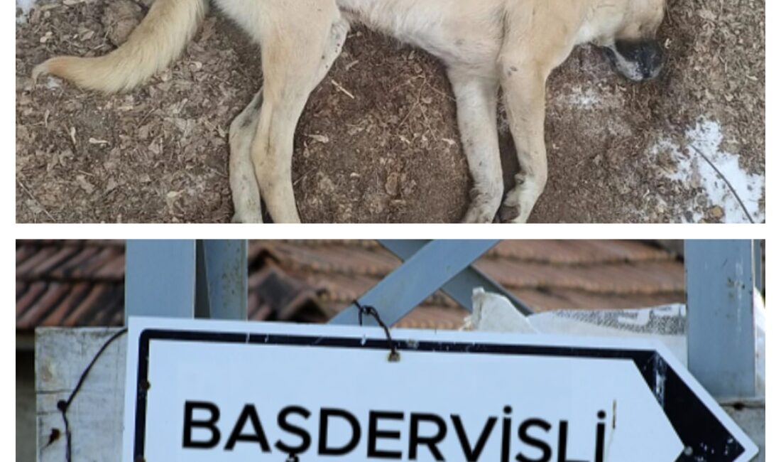 KÖPEKLERE ZEHİRLİ ET VEREN ŞAHIS JANDARMA TARAFINDAN YAKALANDI !!! BERTİZ BAŞDERVİŞLİ KÖYÜNDE KÖPEKLERE ZEHİRLİ ET VEREN ( M.K 75