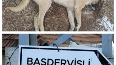 BERTİZ BAŞDERVİŞLİ KÖYÜNDE KÖPEKLERE ZEHİRLİ ET VEREN ( M.K 75