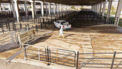 Büyükşehir Belediyesi, Canlı Hayvan Pazarı’nda görülebilecek bulaşıcı hastalıkların önlenmesi için